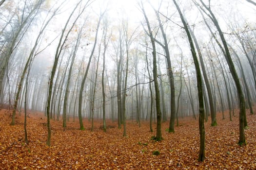 Young beech forest in autumn