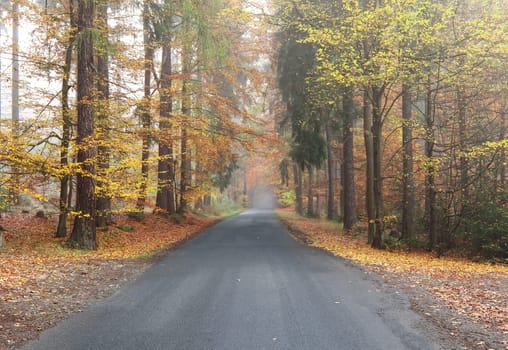 Empty asphalt road by an autumn woods