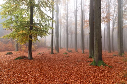 Beech woods in autumn