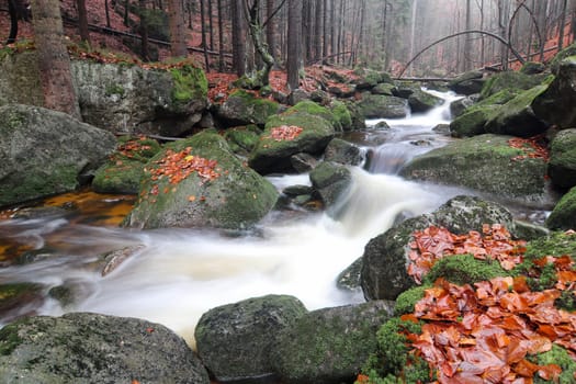 Brook in the autumn forest - flowing water