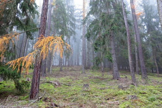 Coniferous forest in the morning autumn fog