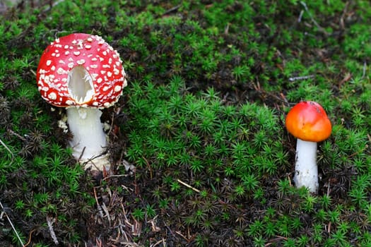 Detail of the growing red toadstool - Amanita muscaria