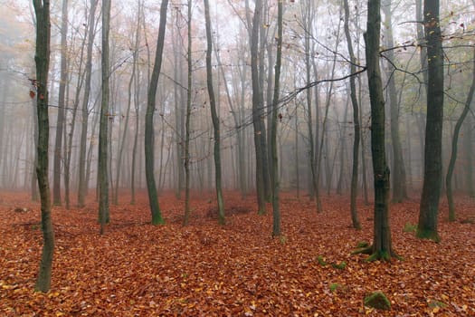 Misty autumn beech forest