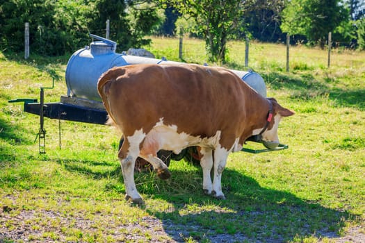 Water tank on a cattle pasture in Bavaria with single drinking brown-white dairy cow.