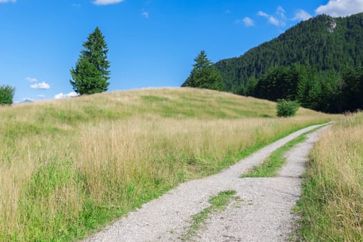 Leading gravel path between pastureland in the Allgäu into a forest.