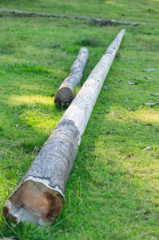 Two adjacent old tree trunks lying on a green pasture in Bavaria.