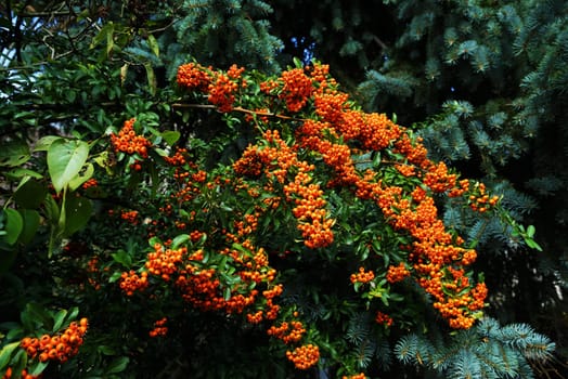 Firethorn Pyracantha coccinea hedge in summer