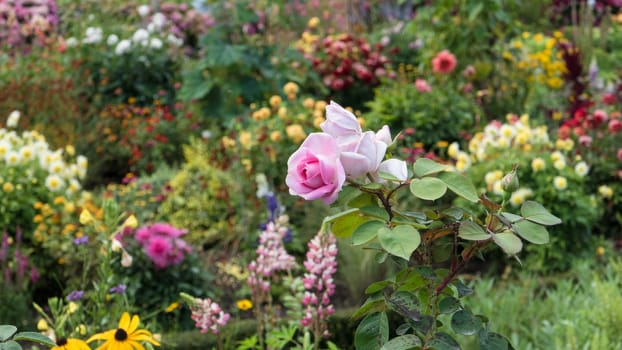 Pink rose in colorful garden full over flowers