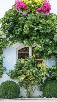 Window with traditional wooden shutters with vines and flowers