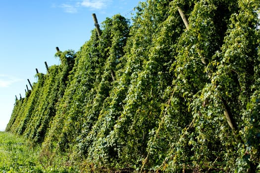 hops field, Bavaria