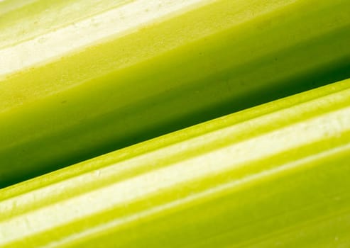 green vibrant celery vegetable, close up and background