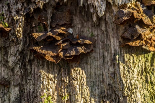 Close-up of old tree trunk with wild-grown mushrooms