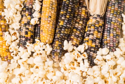 bunch of organic dried multicolored corn on the cob ready to pop popcorn or make grit with already popped popcorn