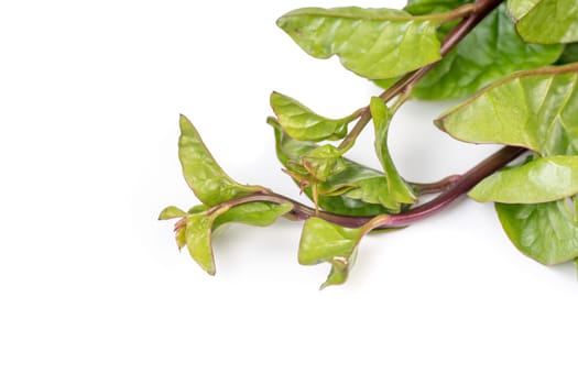 Organic Malabar Spinach isolated on white background