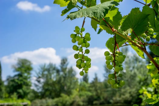 Green Organic Grapes hanging from the vine with the old tree trunks in the summer