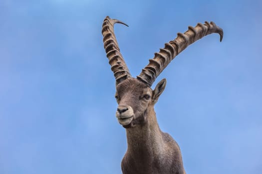 Ibex, Range of Mont Blanc. French Alps