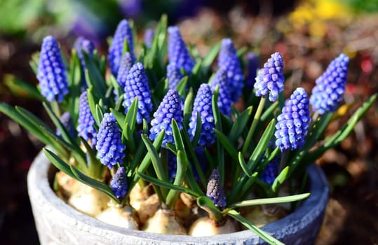 hyacinth