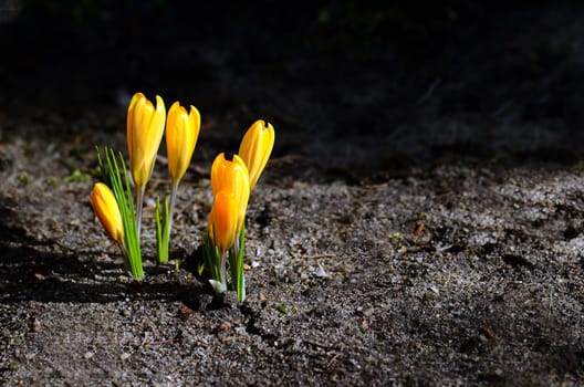 Crocus