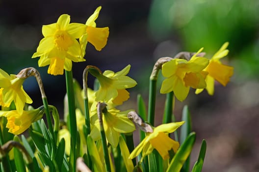 daffodils