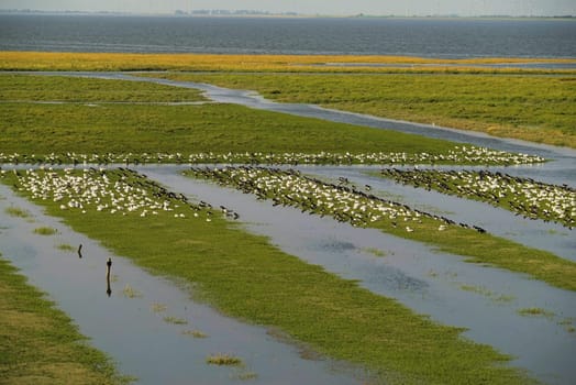 Large swarm of sea birds in the Wadden Sea
