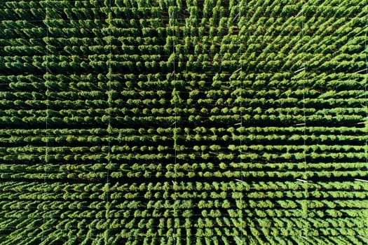 Hops field, aerial view