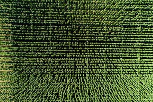 Hops field, aerial view