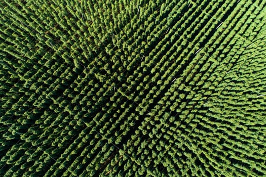 Hops field, aerial view