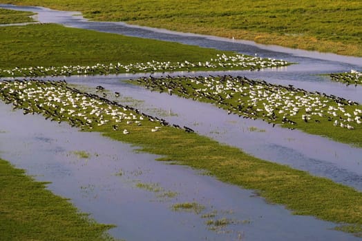 Large swarm of sea birds in the Wadden Sea
