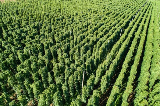 Hops field, aerial view