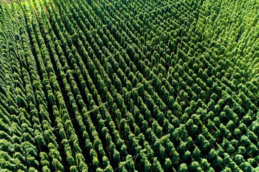 Hops field, aerial view