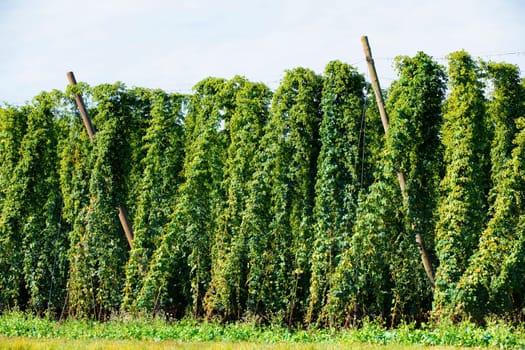 hops field, Bavaria