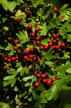 Fruits of the hawthorn Crataegus monogyna