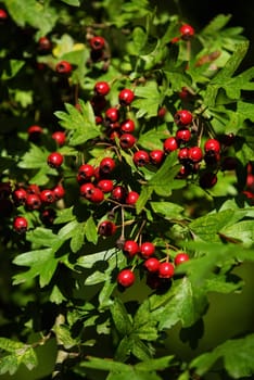 Fruits of the hawthorn Crataegus monogyna