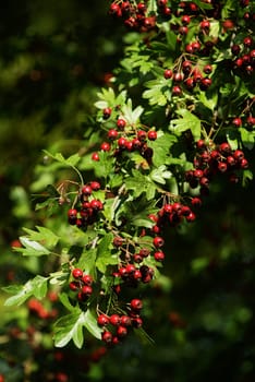 Fruits of the hawthorn Crataegus monogyna