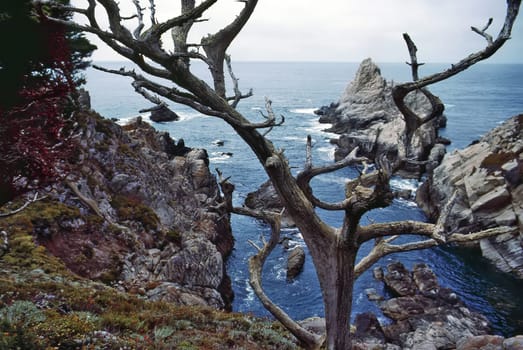 Pacific Ocean Coast in Point Lobos, California