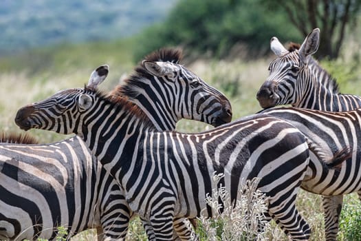 Plains Zebras (Equus quagga) or Common Zebras, multiple portrait, Tsavo West National Park, Kenya