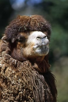 Close up of a camel