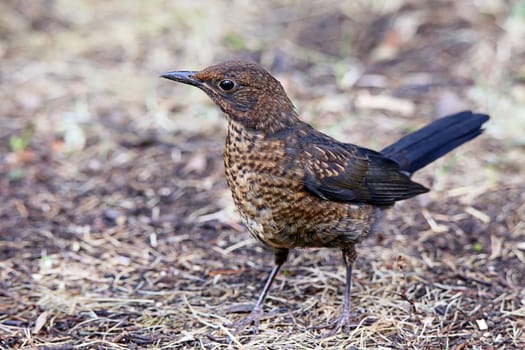 Juvenile Blackbird Turdus merula