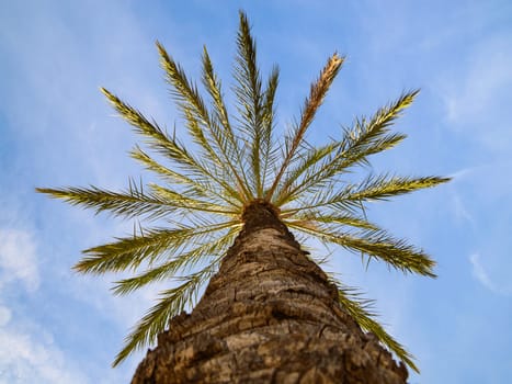 Bottom point of view up of sunlit phoenix date palm tree against the blue sky