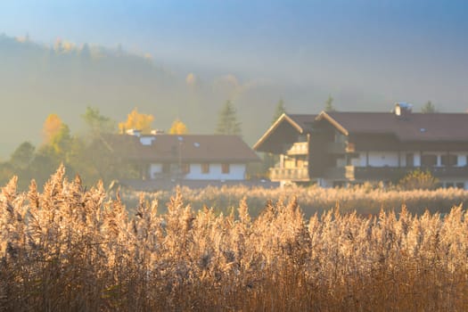 Autumn morning serene landscape with fog over lake bulrush in rural area of pastoral Upper Bavaria