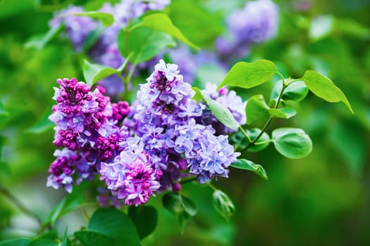 Purple lilac flowers. Spring blossom. Selective focus