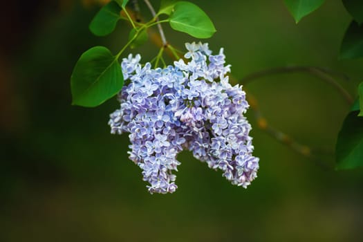 Blooming lilac flowers in the garden. Spring blossom. Selective focus.