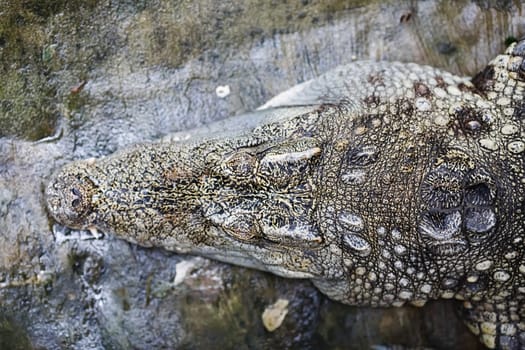 Head of crocodile. Top view. Selective focus