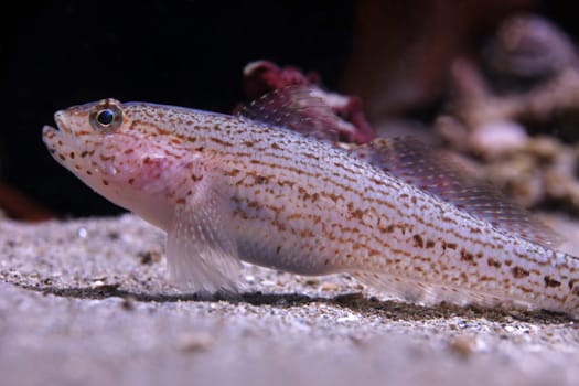 Bucchich's goby Gobius bucchichi