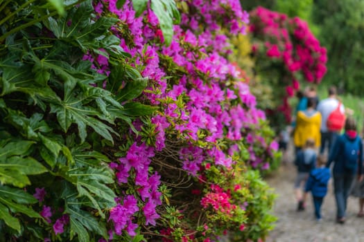 Marazion, England -  May 2018 : People walking among the St Michaels Mount island fortress gardens,  Cornwall, UK