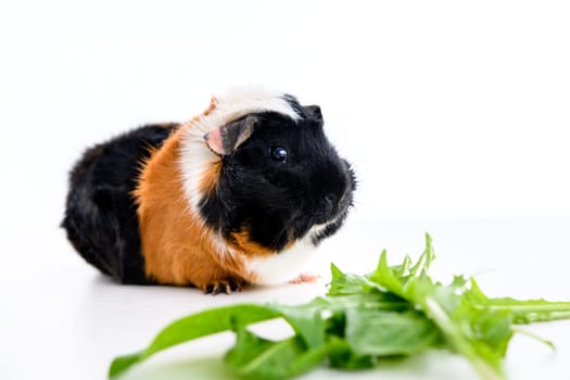 black,white and red guinea pig in front of white background