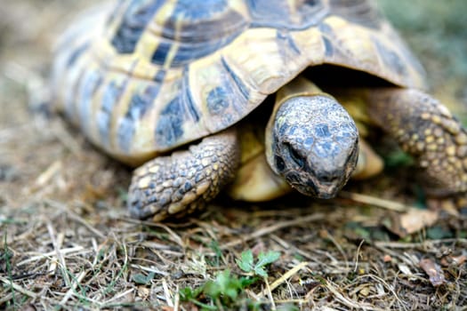 one turtle in front of nature background