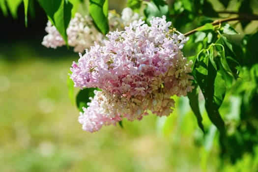 Fresh pink lilac flowers and green leaves. Selective focus.