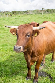 jersey cattle on green pasture in dingle county kerry ireland