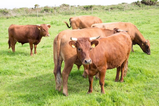 jersey cattle on green pasture in dingle county kerry ireland
